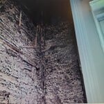 FORMOSAN TERMITES IN WALL