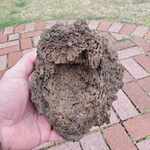 TERMITE NEST