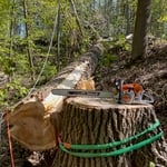 155' Cotten wood