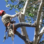Branch Removal