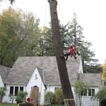 Too big for yard