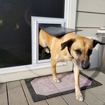 White Dog door in a sliding screen door