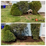 Shrub trimming and mulch