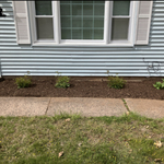 Planting and mulch