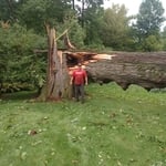 Tree work