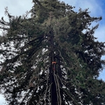 redwood trimming