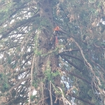 redwood trimming