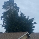 cypress tree