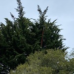 cypress trimming