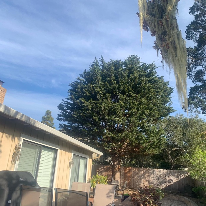 cypress trimming