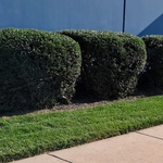 Lawn care maintenance.