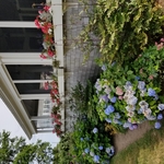 Plants