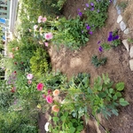 Plants