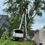 Tree Removal