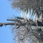 Oak Removal