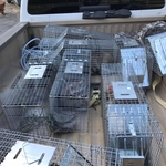 Rodent Trapping