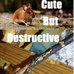 Rodent Trapping