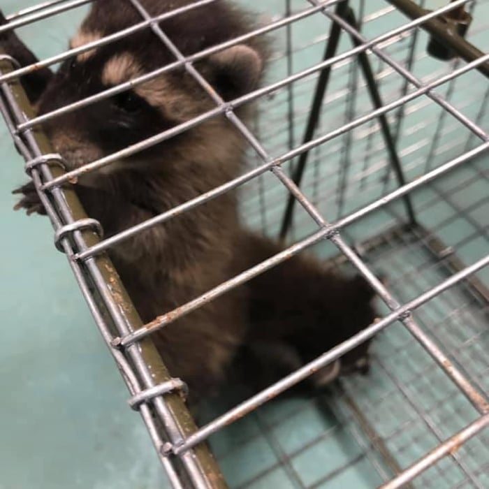 Rodent Trapping