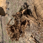 Stump