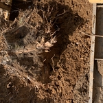 Stump 2