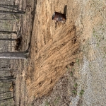 Stumps after