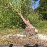 Felled Tree