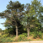 Before a Double Grind