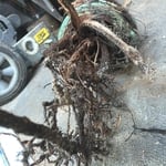 Roots broke sewer pipe