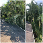Tree job
