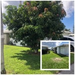 Tree job
