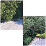 Tree job