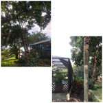 Tree job