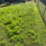 Tall Knee high Grass