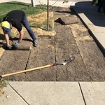 Sod and Irrigation