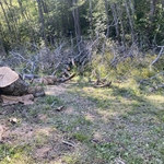 Tree removal