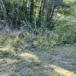 Tree Removal