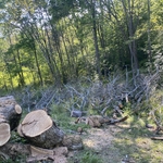 Tree Removal
