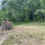 Tree removal result