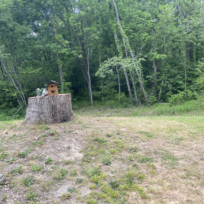 Tree Removal Result