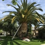 Canary island palm tree