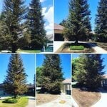 Canary island palm tree