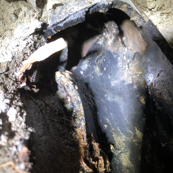 The spot where the roots broke through the sewer p