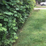 bush trimming, edging, mulch