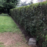 bush trimming, edging, mulch