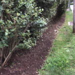 bush trimming, edging, mulch