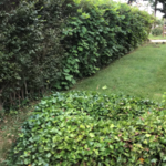 bush trimming, edging, mulch