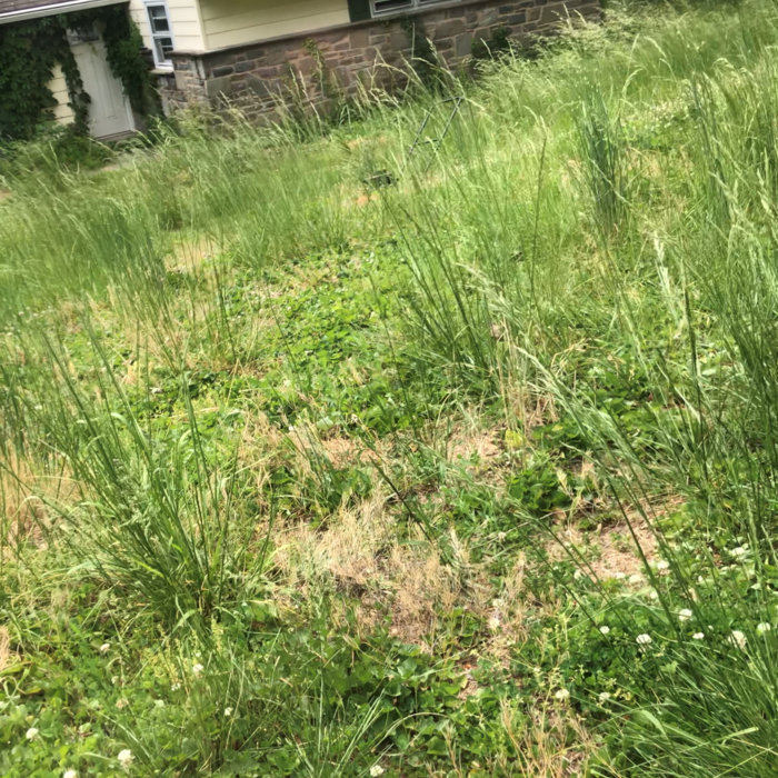 waist high grass