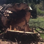 Massive Tree