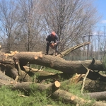 Massive Tree