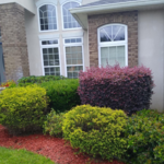 Shrub Trim